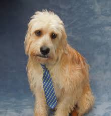Goldendoodles with training can understand and respond to basic commands, such as sit, down, and come. Charlotte Nc Goldendoodle Meet Boots A Pet For Adoption
