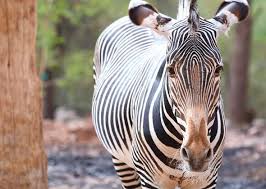 20 Surprising Endangered Animals Animals Endangered Animals Animal Species