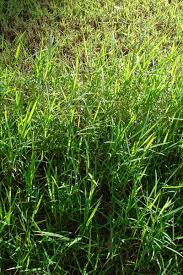 Image result for Digitaria gazensis