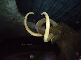 Tigre dientes de sable vivo. Tigre Dientes De Sable Del Lugar Fotografia De Cueva De La Peruyal Avin Tripadvisor
