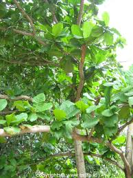 Malaysia is a megadiverse country, of which two thirds is covered in forest which is believed to be 130million years old. Indian Almond Tree Itslife In