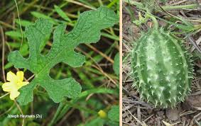 Image result for Cucumis zeyheri