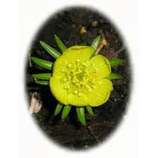 Winter Aconite Bulbs Eranthis Hyemalis From Wildflowers Uk