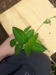 Image result for Melastomastrum