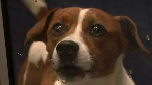 Exhaustive directory · call for appointment now Macomb County To Hold Pop Up Pet Health Clinic To Meet Demand