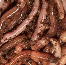 Two pounds of worms is needed for one pound of food per 24 hours. Red Wiggler Worms 1 Lb Enrecos