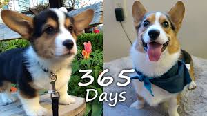 Hellokedy Minik Yavru Kopegin 365 Gunu Corgi Cinsi Kopek Buyuyor Puppyhood In 365 Days A Corgi Puppy Corgi Puppy Corgi Pembroke Welsh Corgi Puppies