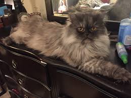 88 likes · 1 talking about this. Persian Cats For Sale Brumm River Road Castleton Township Mi 282327
