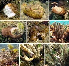 Use these resources to help your family live longer, healthier lives. The Scleractinian Siderastrea Stellata And The Gorgonian Plexaurella Download Scientific Diagram