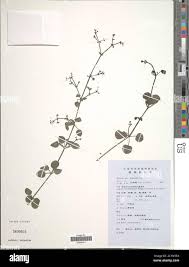 Image result for Rubia cordifolia