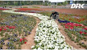 Maybe you would like to learn more about one of these? A Cda Worker Arranging Seasonal Flowers At The Zero Point Interchange Green Belt Area Islamabad Pakistan Seasonal Flowers Green Belt Outdoor
