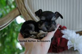 Black And Silver Miniature Schnauzer Black And Silver Teacup Toy Schnauzer Photo Taken By Spoiled Rotten Schnauzers Schnauzer Puppy Dogs Teacup Puppies