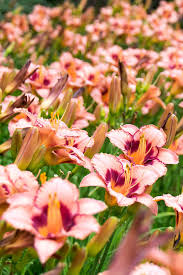We did not find results for: Perennial Flowers You Should Consider Putting In Your Yard In 2020 Easy Perennials Best Perennials Shade Perennials