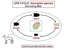 Image result for scabies transmission