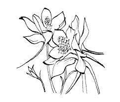 Pin On Amaryllis Study