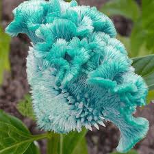 We did not find results for: Flores Bellas La Cresta De Gallo Cuyo Nombre Facebook