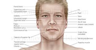 Part of human face, parts of the neck including forehead, temple, cheek, eyebrow, eye, nose human body parts including head, arm, leg, hair, face, ear, neck, shoulder, chest, upper limb. Face Anatomy Human Face Facial Anatomy