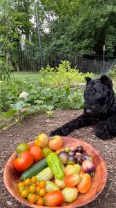 Mr.Lloyd & my veggies 🫑🥒🍐🪴, #growyourown #summer #instagood #happy  #instagram # #growyourownfood #homegrown #instagardeners #growyourown ,  #gardensofinstagram #pottedgarden #backyardgardening ...