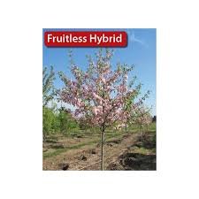 Crabapple trees provide beauty in the spring but a mess in the fall once the fruit drops. Prairie Rose Flowering Crabapple