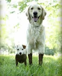 Maybe you would like to learn more about one of these? These 2 Dogs Were Playing In The Mud They Had Slightly Different Experiences Cute Animals Baby Dogs Animals