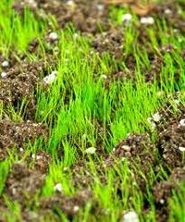 Maybe you would like to learn more about one of these? Watering New Grass Seed A Caution And A Guide