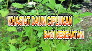 Daun, buah, dan bunganya, mengandung minyak terbang limonin dan linalool. Manfaat Daun Ciplukan Bagi Kesehatan Youtube