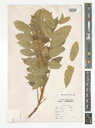 Image result for Bersama lucens