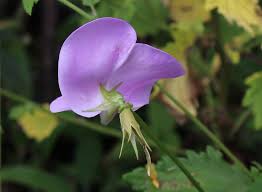 Image result for Vigna vexillata