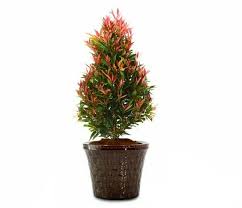 Maybe you would like to learn more about one of these? Jual Tanaman Bunga Pucuk Merah 80cm Di Lapak Jawara Florist Bukalapak