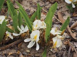 Image result for Justicia claessensii