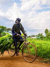 We are only assisting applicants with life and death emergency cases. Eine Rundreise Durch Uganda Zu Den Letzten Berggorillas