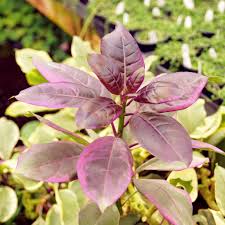 Image result for Solandra maxima