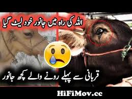Seven persons are allowed to share a cow or camel sacrifice on the condition that their share should not be. 35 Camel Qurbani At Jdc Eid Ul Adha Bakra Eid Qurbani Karachi Market Updates Kmu From Kurbani Eid And Durga Puja Dress Collection Shirt And Pants Photos For