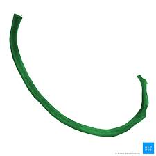 We did not find results for: Ribs Anatomy Ligaments And Clinical Notes Kenhub