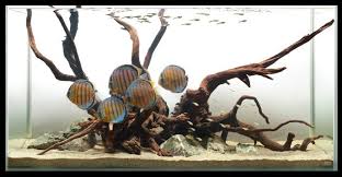 Hardscaping 13 Driftwood Strata Aquarium Design Aquascape Design Fish Aquarium Decorations