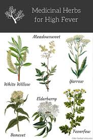Herbal Remedies To Reduce Fever Herb Uses And Benefis Natural Healing Remedies Herbal Medicine Herbalism