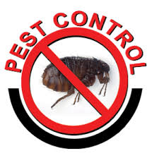 Most people are searching in google pest control dhaka pest control our special service for rodent control in bangladesh lots of pest control services providers. About Us Bluemountains Pest Control Termite Control Blue Mountains