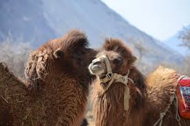 Alright i'll show myself out. Double Hump Camel Picture Of Sand Dunes Leisure Park Leh Tripadvisor