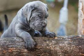 Searching for the best cane corso puppies for sale near you? 163 Cane Corso Puppy Blue Eyes Photos Free Royalty Free Stock Photos From Dreamstime
