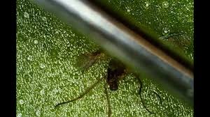 Image result for Trichoscypha silveirana