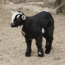 It S A Kid No Not A Human Child Baby Goats Are Called Kids Too Cute Cuteanimals Babygoat Kid Sweet Animals Bab Animal Facts Baby Goats Cute Animals