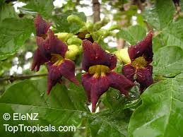 Image result for Markhamia zanzibarica