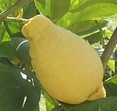 Sweet lemon tree plant china home delivery all bangladesh.we provide all flower plants, fruits plants, trees,herbal,spices, home delivery satvai.com. Sweet Lemon Wikipedia