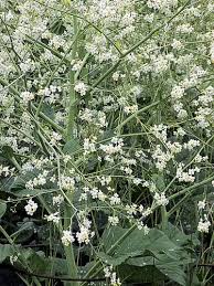 Image result for Crambe