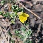 Image result for Justicia odora