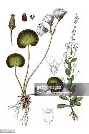 Image result for Samolus