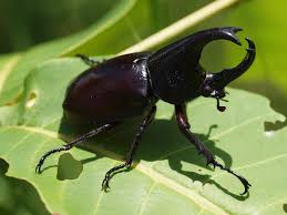 This is nashornkäfer by nici tobi welt on vimeo, the home for high quality videos and the people who love them. Nashornkafer Thailand Bugs Coleoptera Actias