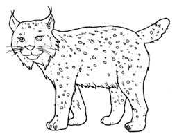 Luchs Ausmalbilder Ausmalbilder Luchs Ausmalbilder Ausmalen Luchs