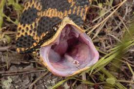 Eastern Hognose Snake I Like Them They Play Dead To Trick Likely Food Sources And The Have Cute Mouths Li Hognose Snake Reptile Snakes Reptiles And Amphibians