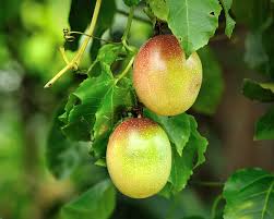 Optionally, passion fruit seeds can be lightly scarified with sandpaper to provide some permeation on the seed coat. How To Grow Passionfruit